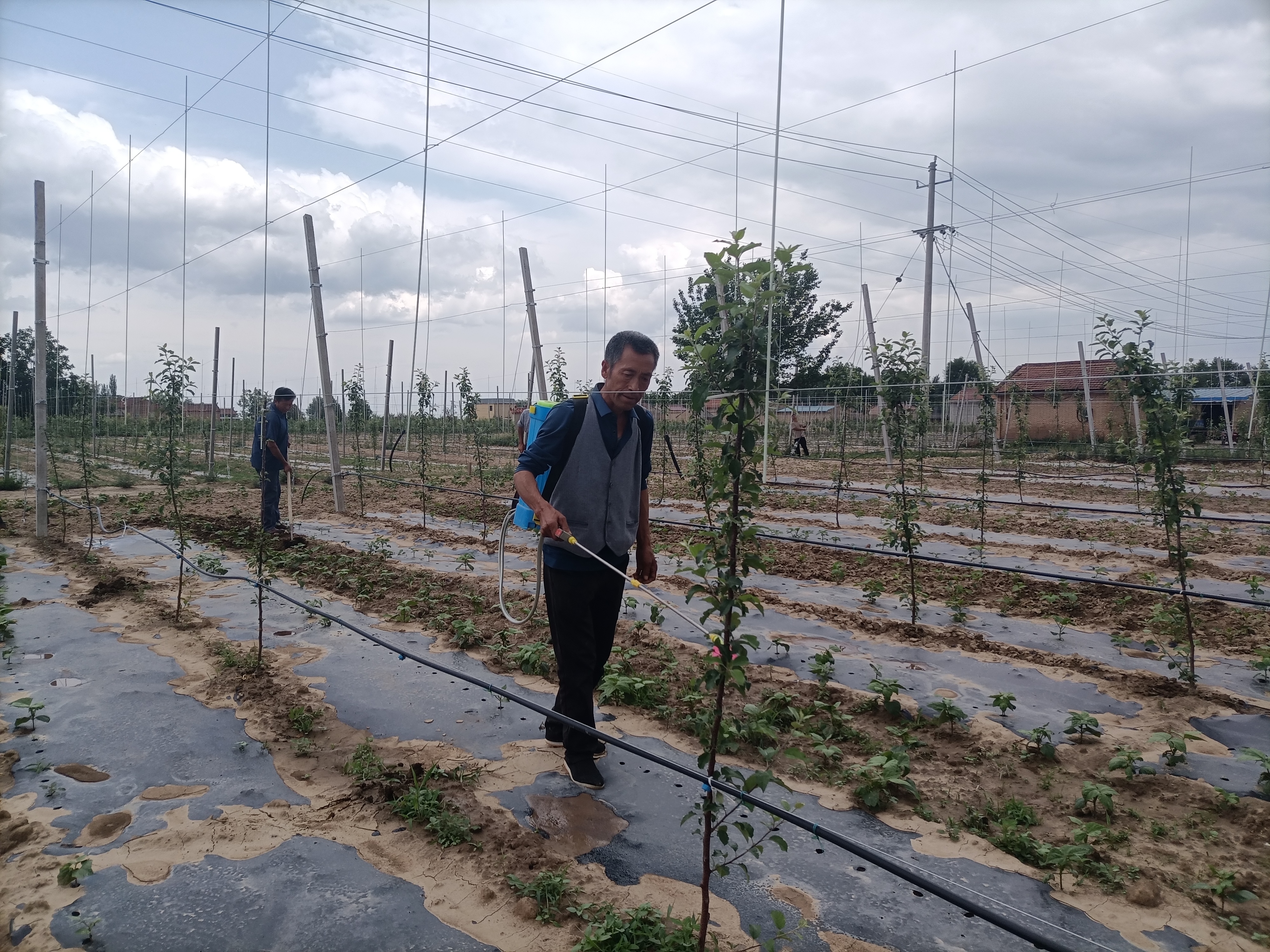 图为,果农为果树喷药。