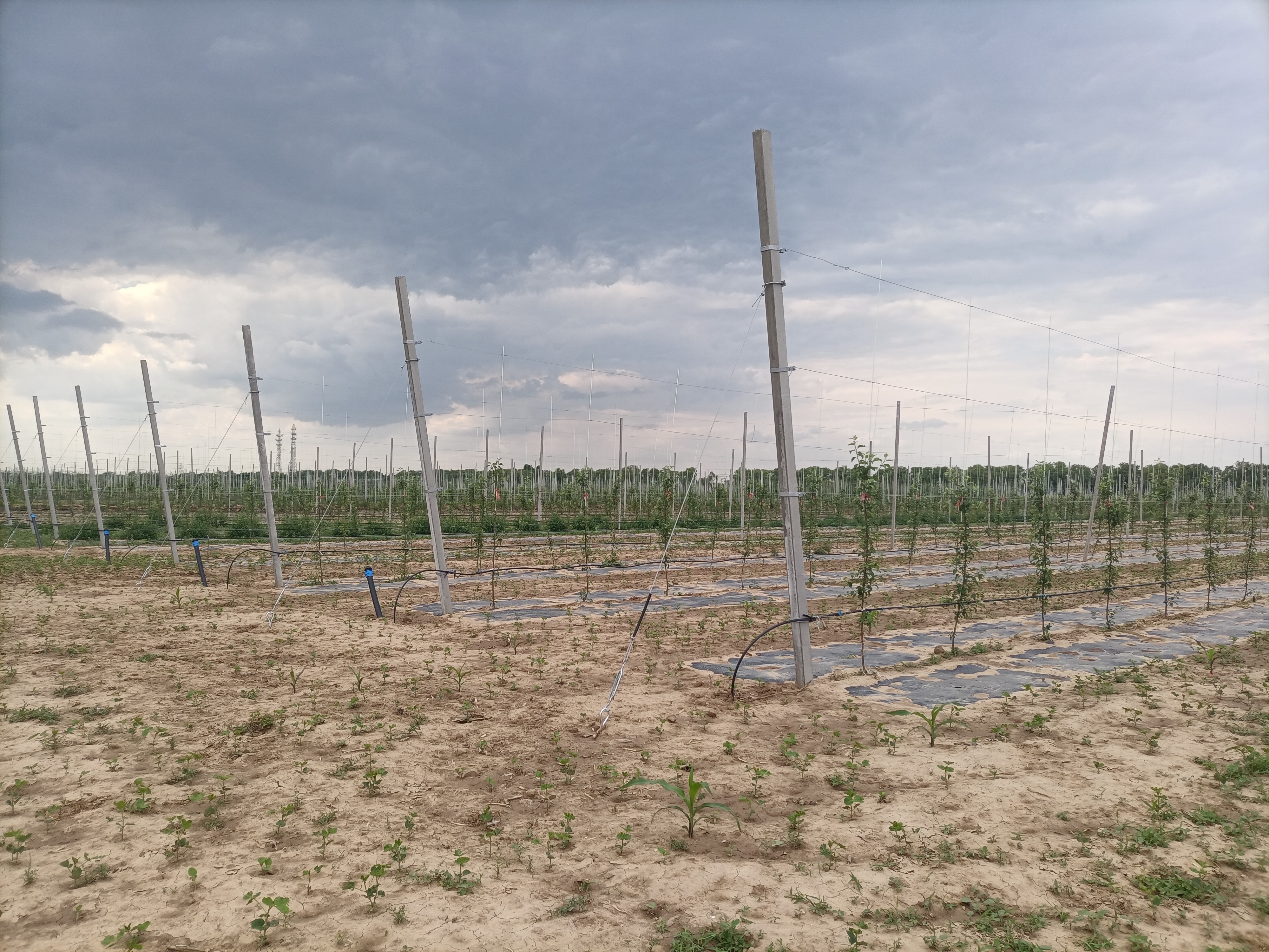 图为,矮化密植园。