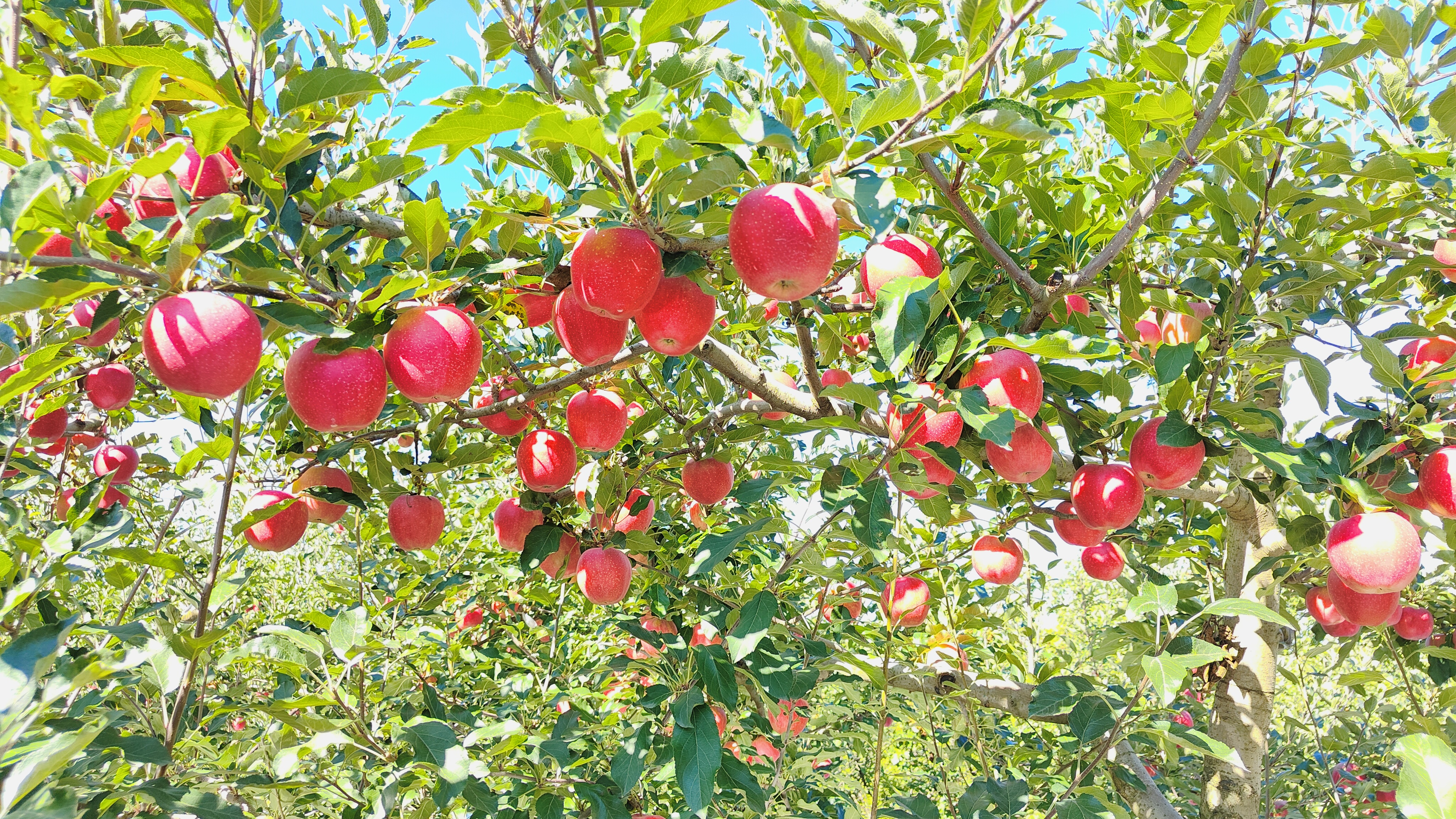 图为,长势喜人的苹果