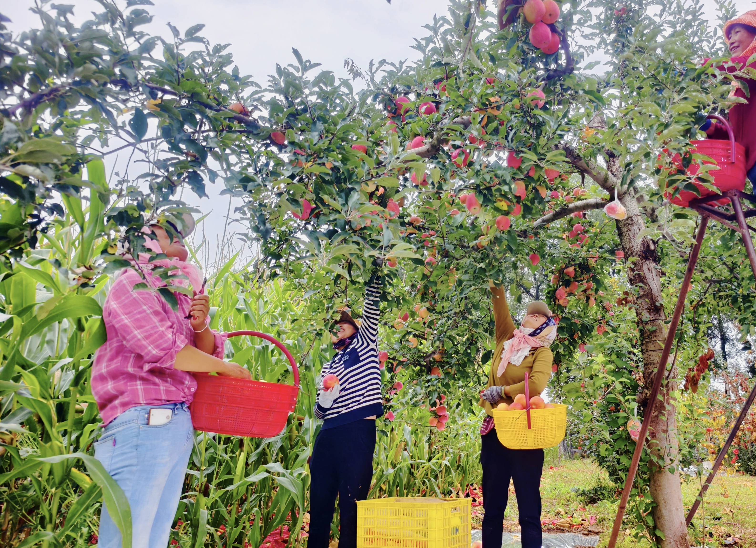 图为,果农采摘苹果