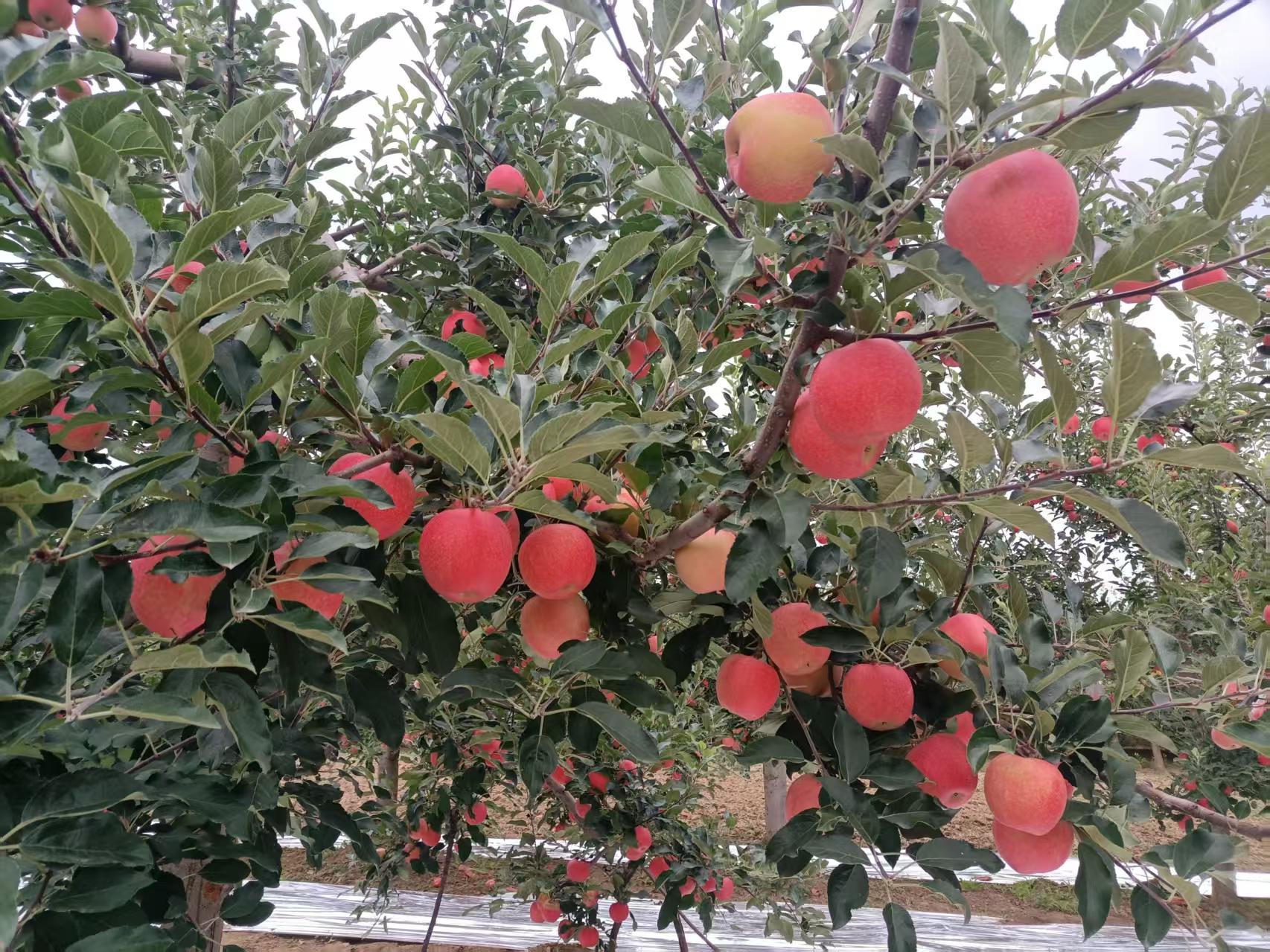 微信图片_20250827151014_67_44